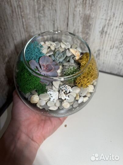 Флорариум суккуленты