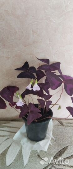 Комнатные цветы