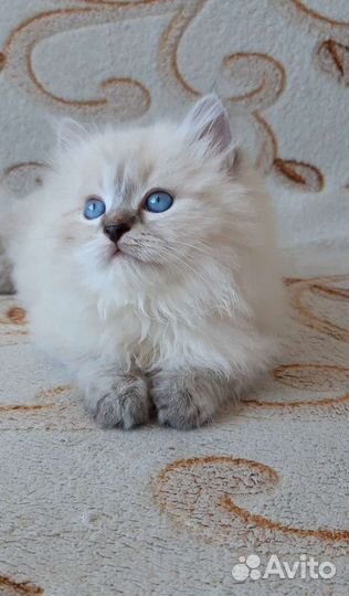 Невские Маскарадные котята. Продаются