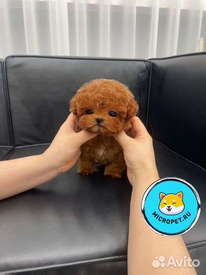 Той-пудель Мальтипу из Кореи