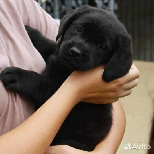 Щенки лабрадора