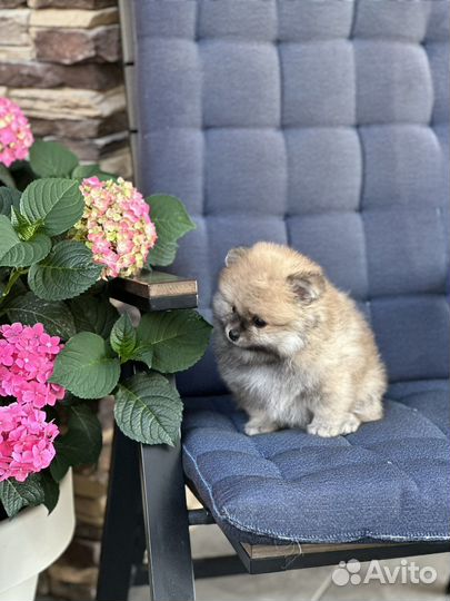 Щенки померанского шпица