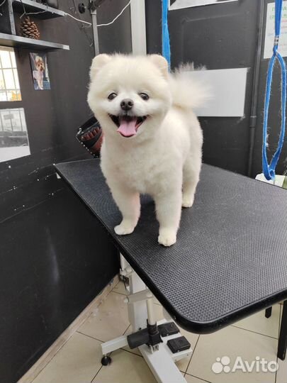 Грумер стрижка собак