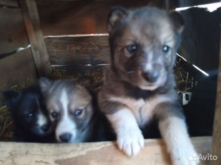 Щенки хаски