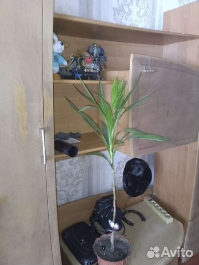 Цветы