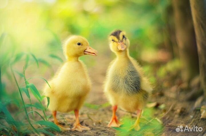 Утята суточные