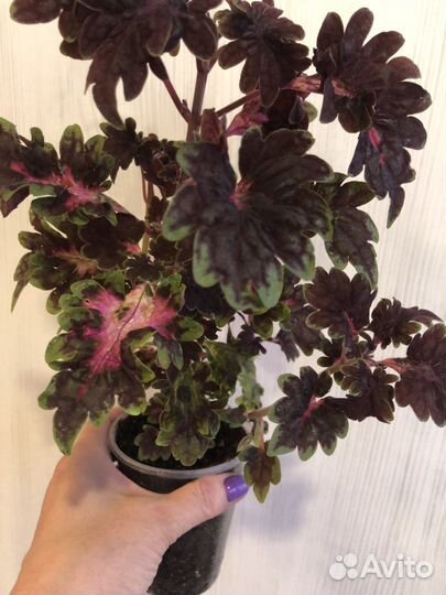 Колеусы вегетативные