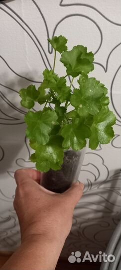 Пеларгония герань плющелистная