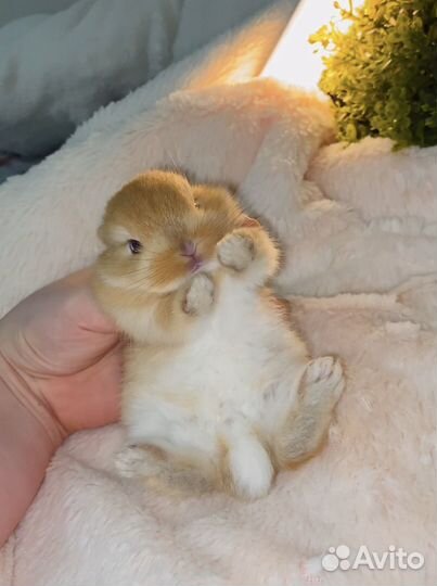 Декоративные кролики