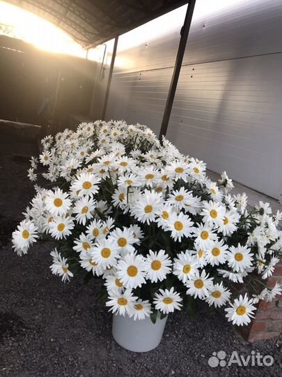 Цветы Ромашка