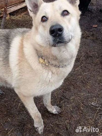 Мейсон ищет дом и семью