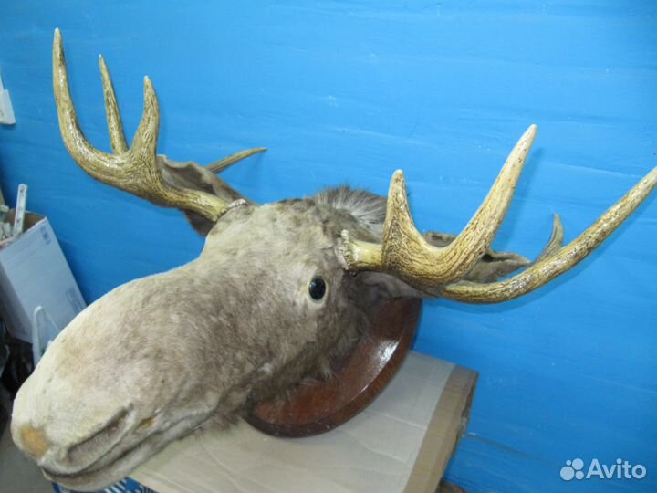 Чучело головы лося