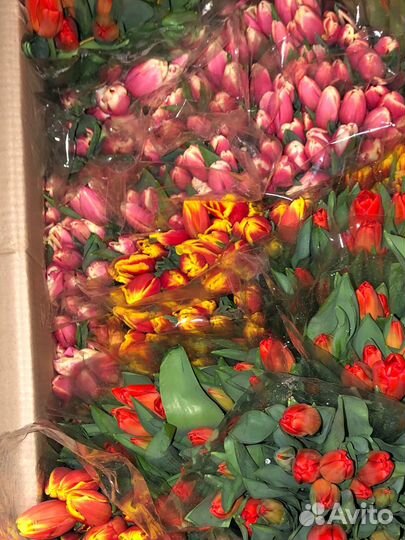 Мелкий опт тюльпанов на 8 марта