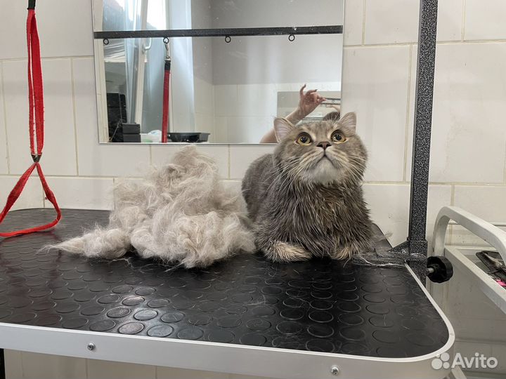 Груминг на дому