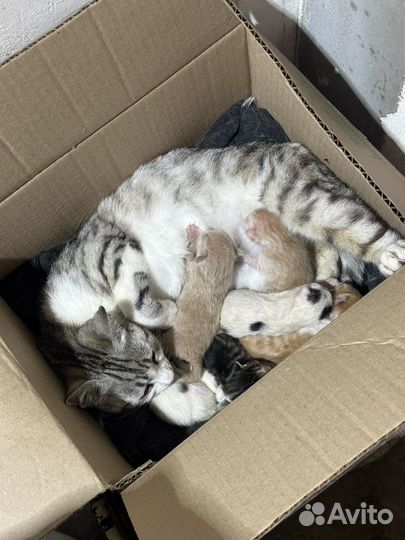 Котята бесплатно