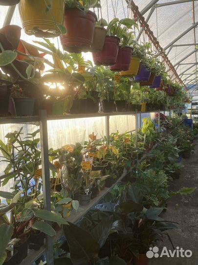 Сциндапсус