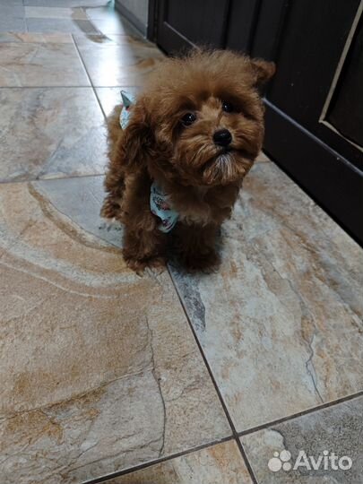 Мальтипу девочка super red brown