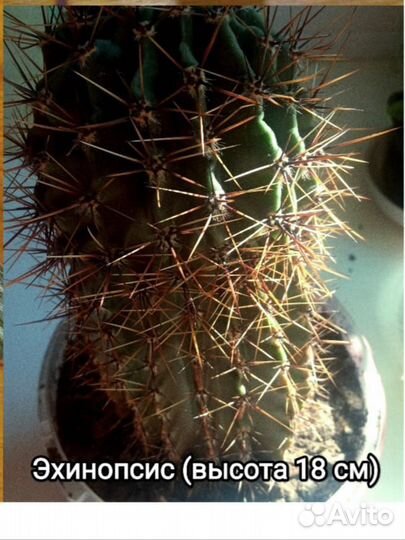 Кактус Эхинопсис