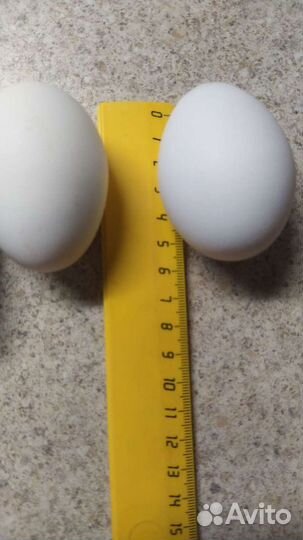 Домашние куриные яйца