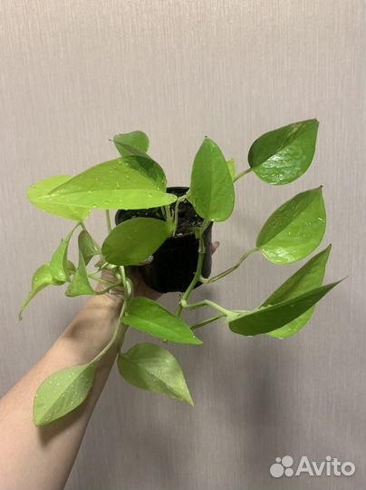 Сциндапсус много сортов