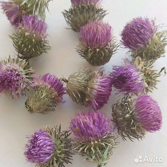 Сухоцветы мордовник.чертополох.колокольчик