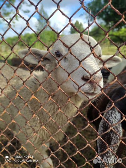 Ягнята бараны овцы молодые
