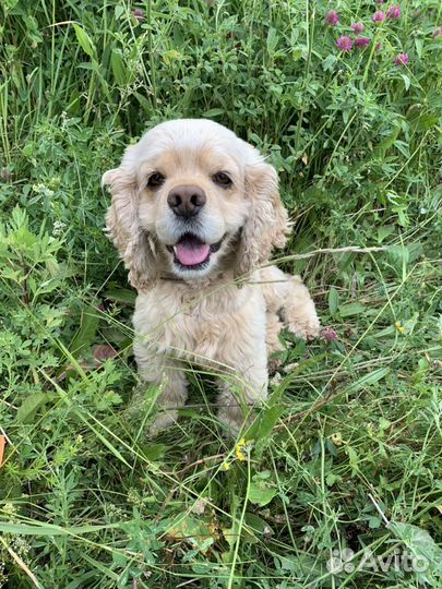 Ищем даму сердца