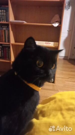 Отдам бесплатно