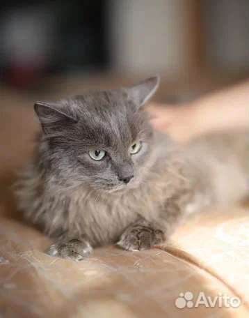 Кот в добрые руки