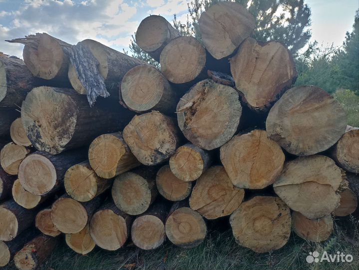 Лес кругляк сосна рудстойка
