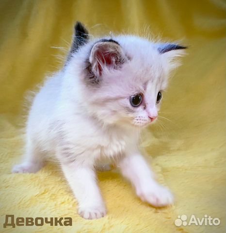 Котята Невские Маскарадные объявление продам