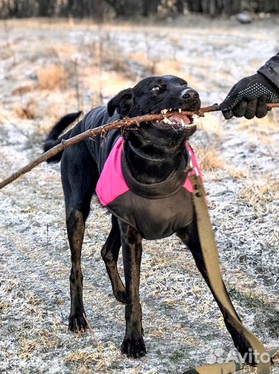 Трогательная Черничка ищет дом