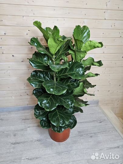 Фикус Лирата/Лировидный 3ствола