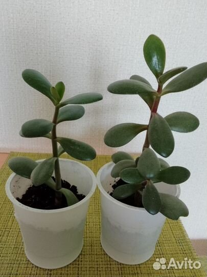 Крассула толстянка