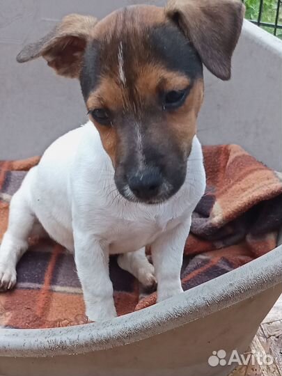 Щенок джек рассел