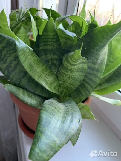 Сансевиерия