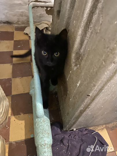 Котята в добрые руки бесплатно