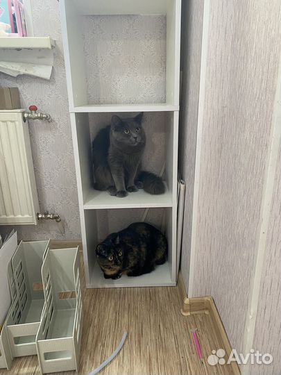 Отдам в добрые руки бесплатно