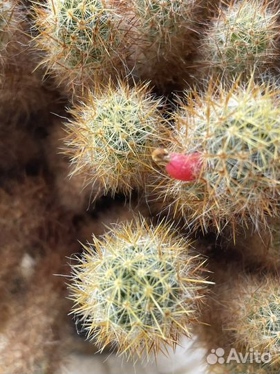 Кактус цветущий
