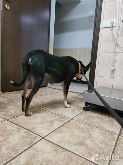 Отлов животных для стерилизации