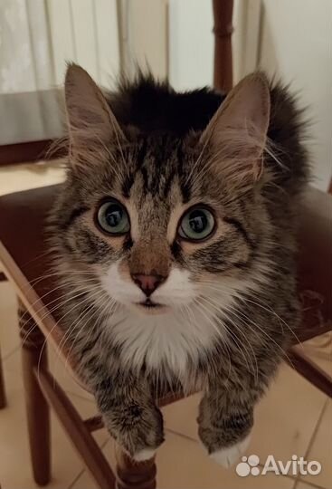 Отдам котят в добрые руки (вместе или раздельно)