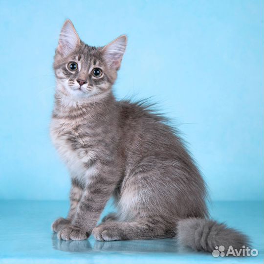 Пушистый котёнок Бархан в добрые руки