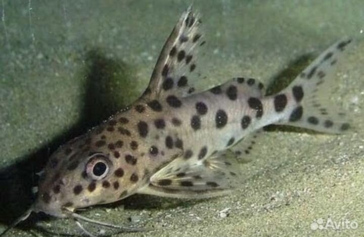 Сом синодонтис