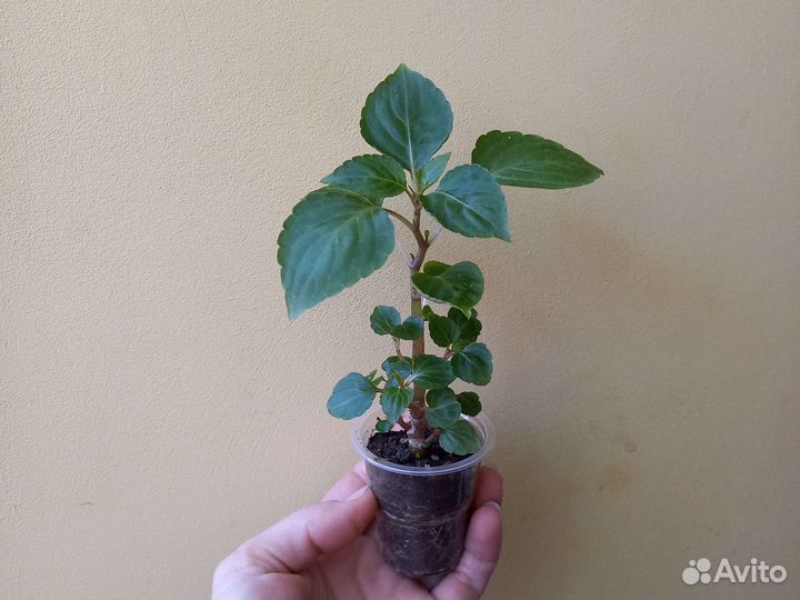 Цветы домашние