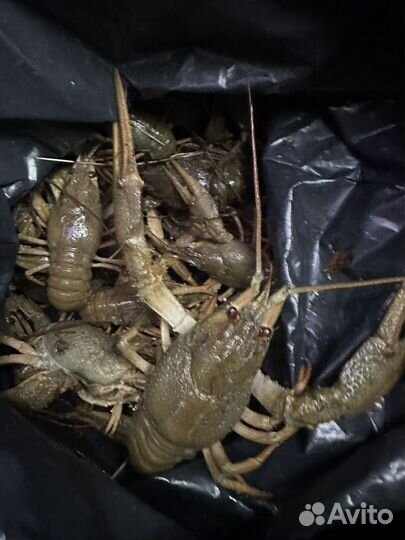 Живые раки с доставкой