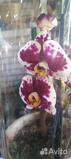Орхидеи