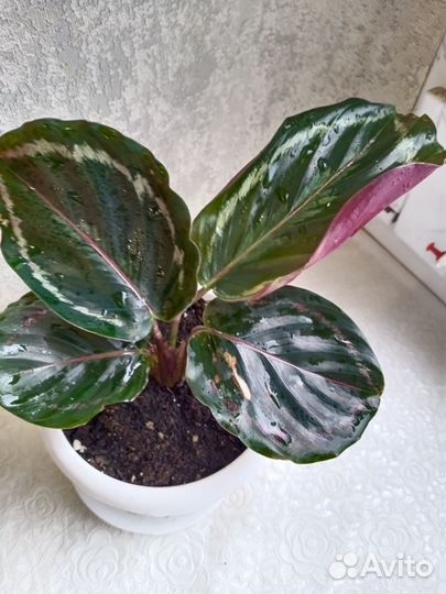 Калатея, ктенанта оппенгейма, амагрис