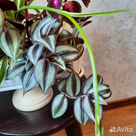 Цветы колеусы, хлорофитум и традесканция зебрина