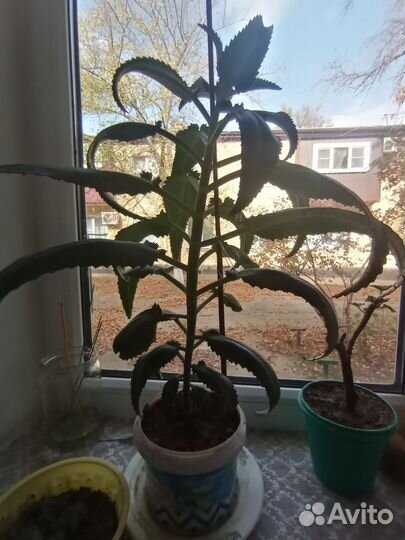 Продаю цветы