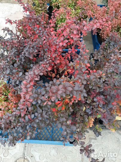 Саженцы барбариса